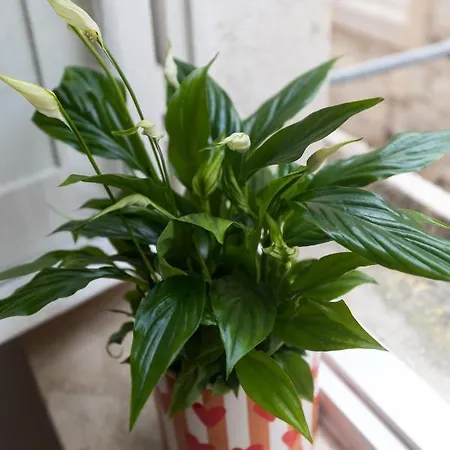 Mala Ema Apartamento Dubrovnik